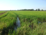 Ricefield